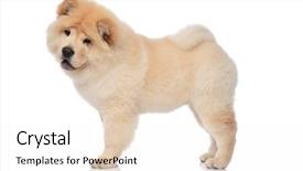  Presentation with blue yellow - Slide deck consisting of chow with blue tongue expose background and a  colored foreground