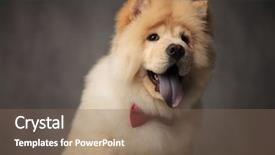  Presentation with classy - Theme featuring chow with blue tongue expose background and a violet colored foreground