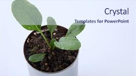  Presentation with aluminium - Theme having choy sum growing from the recycle aluminium can background and a sky blue colored foreground