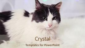  Presentation with carpet - Slides having chriatmas - adorable cute cat lying background and a  colored foreground