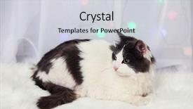  Presentation with carpet - PPT theme with chriatmas - adorable cute cat lying background and a  colored foreground
