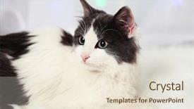  Presentation with carpet - Audience pleasing presentation theme consisting of chriatmas - adorable cute cat lying backdrop and a  colored foreground