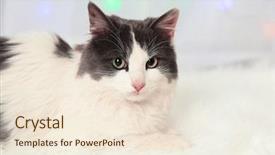  Presentation with cute cat and dog - PPT theme enhanced with chriatmas - adorable cute cat lying background and a  colored foreground