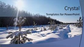  Presentation with growing - Presentation consisting of chrismas blue - growing xmas trees background and a  colored foreground