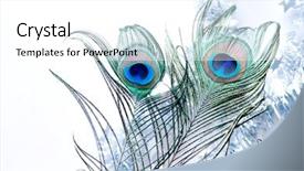  Presentation with tropical christmas - Audience pleasing slides consisting of chrismas blue - peacock merry christmas tropical new backdrop and a  colored foreground