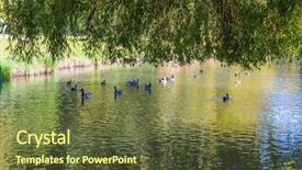  Presentation with geese - Colorful PPT layouts enhanced with christchurch ducks and geese backdrop and a tawny brown colored foreground