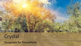  Presentation with gethsemane - PPT theme with christian - gethsemane olive orchard garden located background and a coral colored foreground