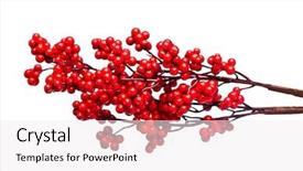  Presentation with holly - Cool new presentation with christian christmas - european holly isolated on white backdrop and a sky blue colored foreground