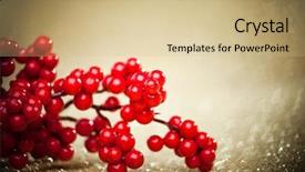  Presentation with christmas holly - Theme having christian christmas - european holly on golden background background and a coral colored foreground