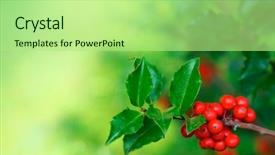  Presentation with holly - Theme featuring christian christmas - photo of holly branch detail background and a mint green colored foreground