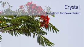  Presentation with goa - Audience pleasing PPT theme consisting of christian growth - beautiful red acacia branches india backdrop and a  colored foreground