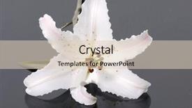  Presentation with lily - Presentation theme having christian growth - closeup of madonna lily background and a lemonade colored foreground