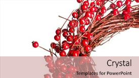  Presentation with holly ghost - Amazing theme having christian new year - european holly isolated on white backdrop and a coral colored foreground