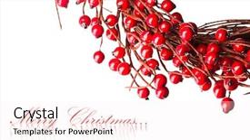  Presentation with holly - Colorful PPT theme enhanced with christian new year - european holly isolated on white backdrop and a  colored foreground