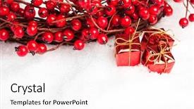  Presentation with an open gift box - Theme having christian new year - gift boxes with european holly background and a white colored foreground