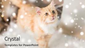  Presentation with snow cat - PPT theme featuring christmas and hygge concept - red background and a lemonade colored foreground