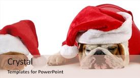  Presentation with english bulldog - Audience pleasing theme consisting of christmas animals - dog santa - two dogs backdrop and a coral colored foreground