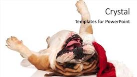  Presentation with english research - Slide deck having christmas animals - happy english bulldog wolling background and a white colored foreground
