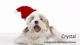  Presentation with santa - Beautiful presentation theme featuring christmas animals - lhasa apso dog wearing santa backdrop and a soft green colored foreground