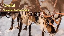 Presentation with deer - PPT theme enhanced with christmas animals - northern house deer background and a  colored foreground