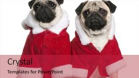  Presentation with coats - Slides having christmas animals - two pugs in santa coats background and a crimson colored foreground