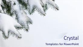  Presentation with winter evergreen forest - Slide set featuring christmas animals - winter evergreen tree branches background and a  colored foreground