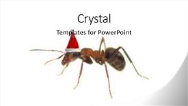  Presentation with ant - PPT layouts consisting of christmas ant isolated on white background and a white colored foreground