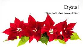  Presentation with christmas red - Presentation design featuring christmas arrangement with red poinsettia background and a white colored foreground