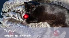  Presentation with christmas black - Beautiful PPT theme featuring christmas background of black cat playing with decorations backdrop and a gray colored foreground