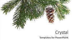  Presentation with olive tree branch ripe - Beautiful PPT theme featuring christmas botanical - evergreen fir tree branch backdrop and a white colored foreground