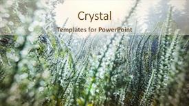  Presentation with frozen treats - Beautiful PPT theme featuring christmas botanical - frozen late autumn meadow close backdrop and a  colored foreground