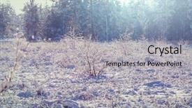  Presentation with frozen shoulder - Cool new presentation theme with christmas botanical - frozen late autumn meadow close backdrop and a  colored foreground