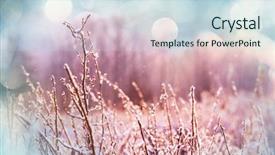  Presentation with frozen mixed berries as - Audience pleasing PPT layouts consisting of christmas botanical - frozen late autumn meadow close backdrop and a  colored foreground
