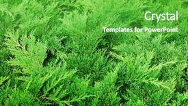  Presentation with green botanical - Audience pleasing presentation design consisting of christmas botanical - green conifer plant backdrop and a shamrock green colored foreground