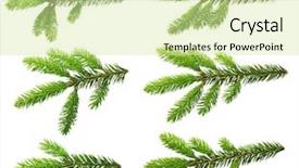  Presentation with pink and white balloons - Cool new slide set with christmas botanical - pine tree branch isolated backdrop and a soft green colored foreground