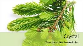  Presentation with olive tree branch ripe - PPT theme having christmas botanical - pine tree branch isolated background and a yellow colored foreground
