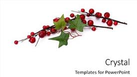  Presentation with christmas card - Amazing theme having holly berry - christmas card backdrop and a white colored foreground