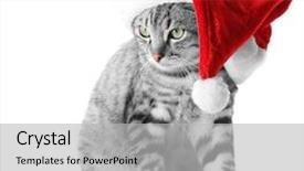  Presentation with white christmas - Amazing presentation design having christmas cat isolated on white backdrop and a light gray colored foreground