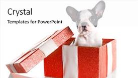 Presentation with french revoulution - Colorful slide set enhanced with christmas champion - adorable french bulldog puppy backdrop and a white colored foreground