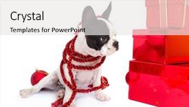  Presentation with french educators - Audience pleasing presentation design consisting of christmas champion - french bulldog puppy in santa backdrop and a white colored foreground