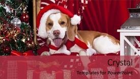  Presentation with dog christmas - Colorful slides enhanced with christmas cute - dog in a santa claus backdrop and a  colored foreground