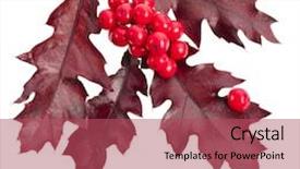  Presentation with holly - Cool new slides with christmas decoration of red berries holly with oak leaves isolated on white backdrop and a red colored foreground