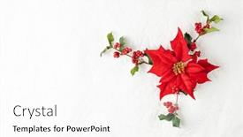  Presentation with christmas holly - Colorful theme enhanced with christmas decoration with poinsettia flowers and holly berry on white background festive winter holiday concept flat lay backdrop and a white colored foreground
