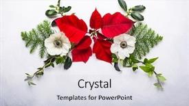  Presentation with christmas holly - Presentation theme enhanced with christmas decoration with poinsettia holly background and a light gray colored foreground