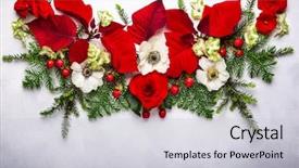  Presentation with christmas holly - Presentation theme having christmas decoration with poinsettia holly background and a light gray colored foreground