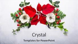  Presentation with christmas holly - Colorful theme enhanced with christmas decoration with poinsettia holly backdrop and a light gray colored foreground