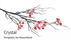  Presentation with holly - Colorful presentation theme enhanced with christmas decorative snow branch backdrop and a white colored foreground