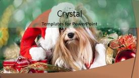  Presentation with puppy - PPT layouts consisting of christmas dog - biewer-york puppy with santa hats background and a seafoam green colored foreground