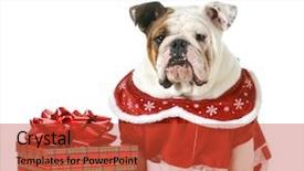  Presentation with cute christmas pug puppy dog - Beautiful presentation theme featuring christmas dog - english bulldog dressed backdrop and a red colored foreground