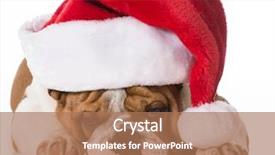  Presentation with cute christmas pug puppy dog - Audience pleasing slide deck consisting of christmas dog - english bulldog wearing backdrop and a coral colored foreground